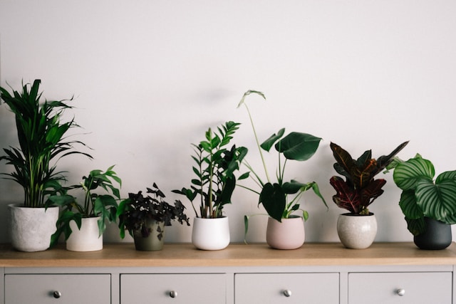 The Top 10 Most Popular House Plants in America